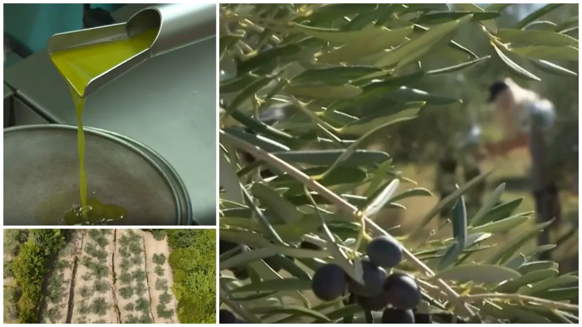 Proizvodnja domaćeg 'čudotvornog eliksira' prvi put podbacila: Popis nedaća sve je veći