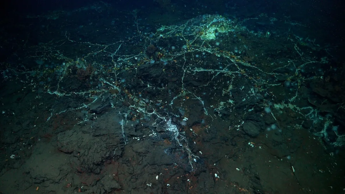 I Alien bi se prestrašio: Znanstvenici u oceanu otkrili sablasnu ribu i divovsku lignju