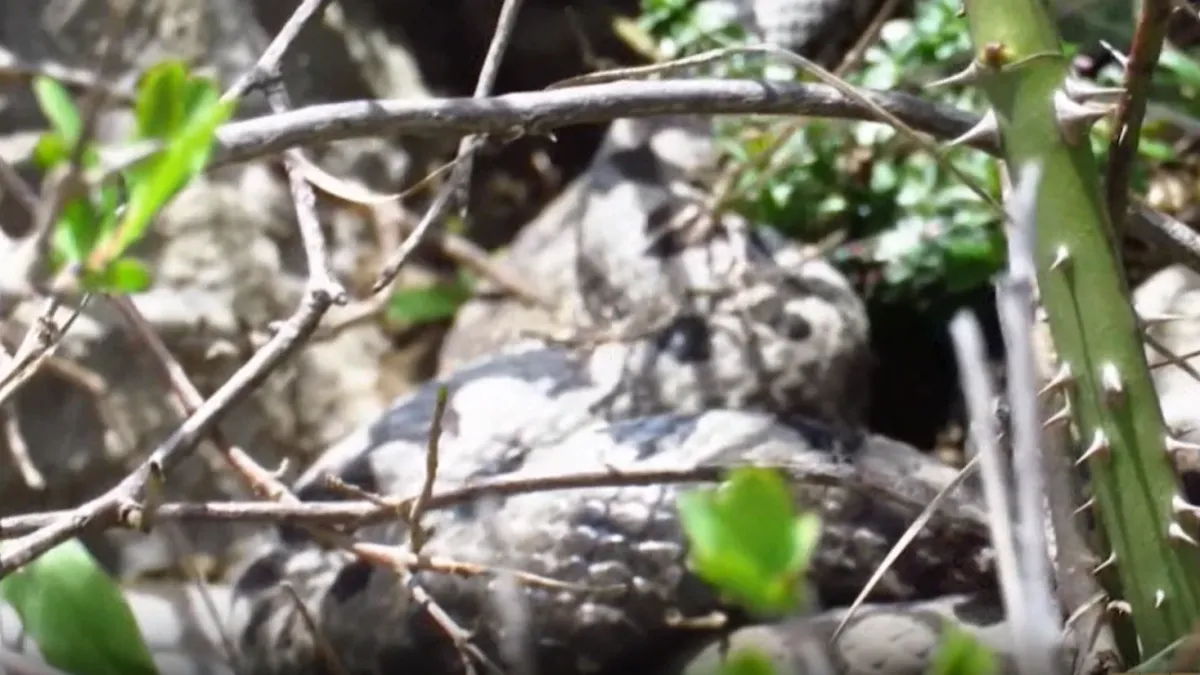 Vidite li ovu zmiju, ne dirajte je! Evo kako prepoznati poskoka i što napraviti nakon ugriza