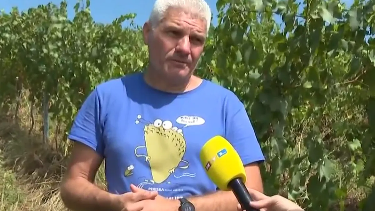 Opasna bolest za koju nema lijeka prijeti vinogradarima. Profesor: 'Nema druge nego pratiti situaciju'