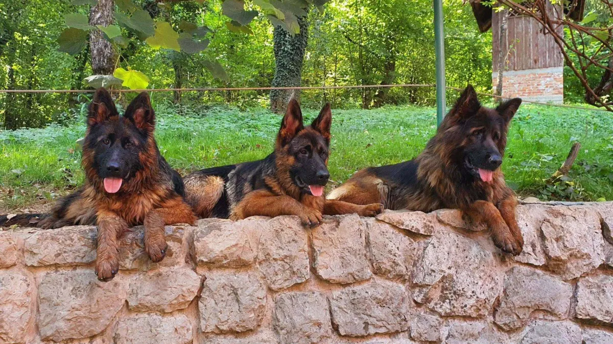 Proslavimo njihov dan uz najslađe fotke: Ove predivne njuškice izmamit će vam osmijeh