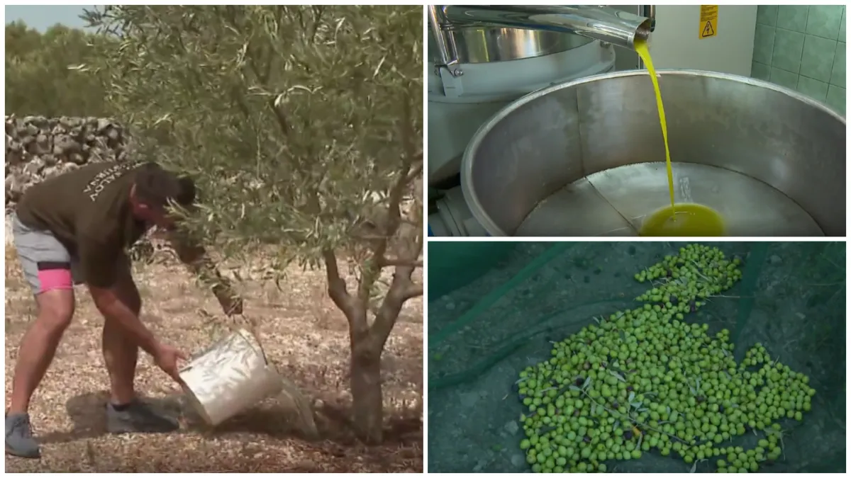 Dugotrajna suša poharala maslinike u Dalmaciji: 'Cijena maslinovog ulja će rasti, to nije pitanje'
